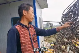 干蚂蟥1公斤卖到1300，养殖风险极高，新手小白该怎么操作？视频封面