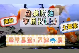 养鱼笔记1季52集： 养鱼常见鱼病的药物用法和用量（上）视频封面