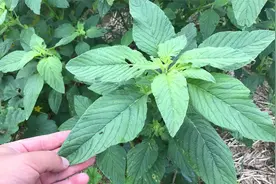 田间的野苋菜，人称”补血菜“又叫”高钙菜“，看看你吃过吗？