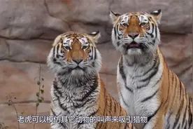 虎啸山林！盘点老虎发出的7种叫声，不愧是真正的百兽之王