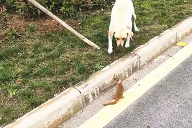 狗子遇上黄鼠狼，直接将其叼起来一阵狂甩，黄鼠狼：招你惹你了！视频封面