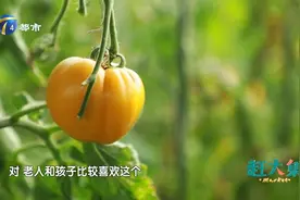 水果西红柿番茄味浓郁，特别适合生吃，你确定不来尝一尝？视频封面