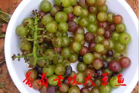 用葡萄钓草鱼专攻大物，你却钓不到？看看问题在哪！