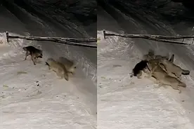 监拍：俄罗斯一德国牧羊犬遭狼群围攻 被扯断绳索叼走！视频封面