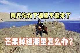 一人三狗西藏自驾游阿里，狗狗跳进湖里不起来了，这是什么湖？视频封面