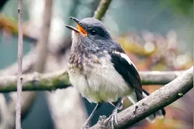 是今年离巢的四喜幼鸟吗？还不会花口？视频封面