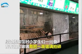 熊孩子拍碎熊猫馆钢化玻璃？深圳野生动物园：是真的视频封面