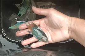 昨晚发现鱼池群养的斗鱼，个个都不安分，圈了十几个小窝来生娃视频封面