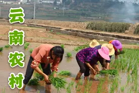 实拍云南农村插秧，传统农耕方式和机器比，谁更胜一筹？