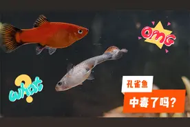 这条孔雀鱼游泳姿势不对，可看着好好的，难道是中毒了？视频封面