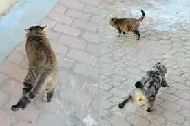 零下25度！东北猫咪坚持出门遛弯，地面冻脚冷到颤抖甩“踢踏舞”视频封面