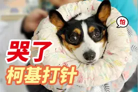带柯基看病，听到要打针，狗子居然哭了！视频封面
