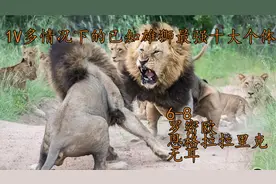 以少敌多且胜利的，十大雄狮最强个体，无一不是所在区域的霸主