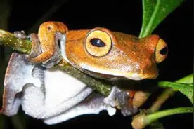 盘点世界10大“奇怪生物”，你见过会飞的“吸血青蛙”？视频封面