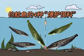 野钓鲶鱼，掌握4种“爆护饵料”，钓得多也不难