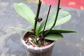 蝴蝶兰浇水，浸盆法和水苔表面浇水方法分享给你