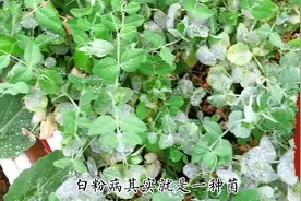 阳台种菜中遇见蔬菜长白粉病，教你一招解决，简单有用！