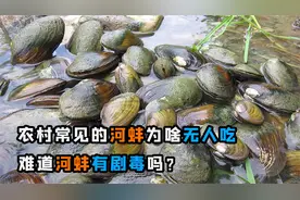 为啥野外很多河蚌没人要，难道河蚌有毒？它究竟能不能可以吃