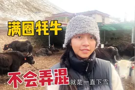 19岁藏族姑娘养近百头牦牛，一头2万左右，不卖钱还放生十几头