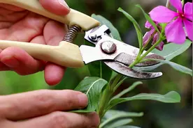 长春花修剪棒棒糖，你知道剪哪里吗？看看吧