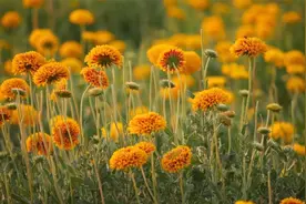 治愈钢琴曲：我是你生命中的过客，而你是我这辈子永恒的定格。