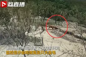 农家乐老板教唆金毛偷鸡300多只 失主：狗是聪明，可人不该干这事视频封面