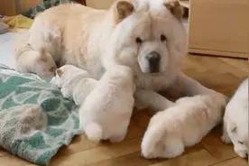 狗妈妈生下五只小狗狗，陪伴它们长大的日子最幸福，画面超温馨视频封面