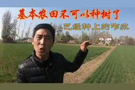 基本农田不可以种树了，之前种上的树要不要砍掉呢？我来告诉您。视频封面