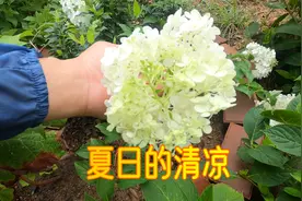 炎炎夏日花园中的一抹清凉：圆锥绣球，白色大花球正在盛开视频封面