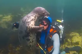 海豹对人类特别友好，跟潜水员拥抱，还轻轻的拍一拍视频封面