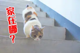 把猫咪丢在陌生的地方，它能找到回家的路吗？