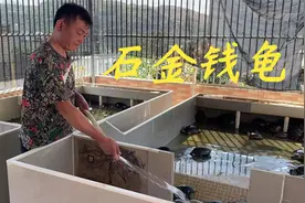 老林养的石金钱种龟很快就要产蛋了，老林把沙池的土弄松给它产蛋