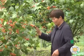 长兴：百年樱桃之乡抢“鲜”机视频封面