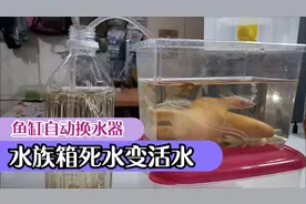 鱼缸自动换水器DIY 如何制作简单虹吸系统 水族箱死水变活水!