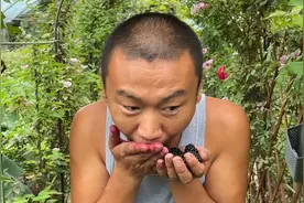 又到树莓采摘季，又黑又甜，有院子必须种一棵，一棵结果几十斤视频封面