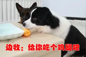 边牧能有什么坏心眼呢，无非想让主人吃个假鸡腿