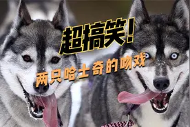 超搞笑，两只哈士奇上演“接吻”大戏
