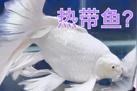 蝴蝶鲤是热带鱼？是锦鲤杂交的吗？水温为啥要25度以上？