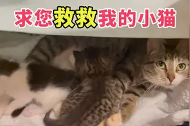 流浪猫无故消失，再次出现时，哀求好心人跟自己走，去救它的小猫视频封面