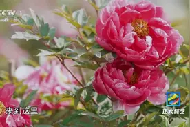 好浪漫～这列火车的尽头能看到牡丹花海