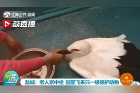 老人家中飞进罕见珍禽 竟是国家一级保护动物