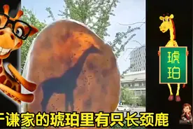 于谦家的琥珀里，真有一只长颈鹿！