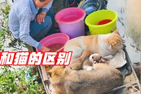 狗和猫的区别，猫离开了流浪汉，狗却不嫌弃流浪汉