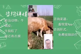 牛脱肛了，腿还有点瘸，该怎么治？