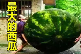世界上最大西瓜，重316斤被称为西瓜之王，获得吉尼斯世界记录！视频封面