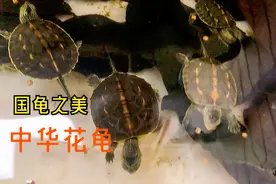 刚出壳后的小龟仔饲养需要注意这些！保证个个健康活泼！