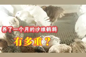 养了一个月的沙维鹌鹑能长多大呢？今天就称给你看视频封面