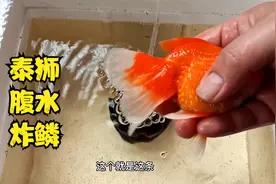 发现一条泰狮金鱼腹水，炸鳞，隔离，盐水消毒，有什么办法治疗？