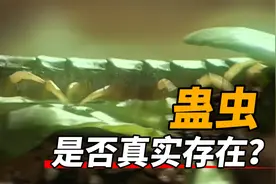 湘西蛊术不得不说的秘密，不放蛊就浑身不舒服，奇特的解蛊过程！