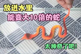 放进水里，就能变大10倍的蛇，这也太神奇了！